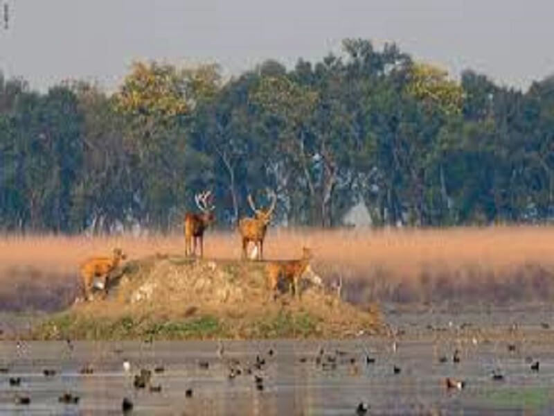 Wildlife Photography Safari